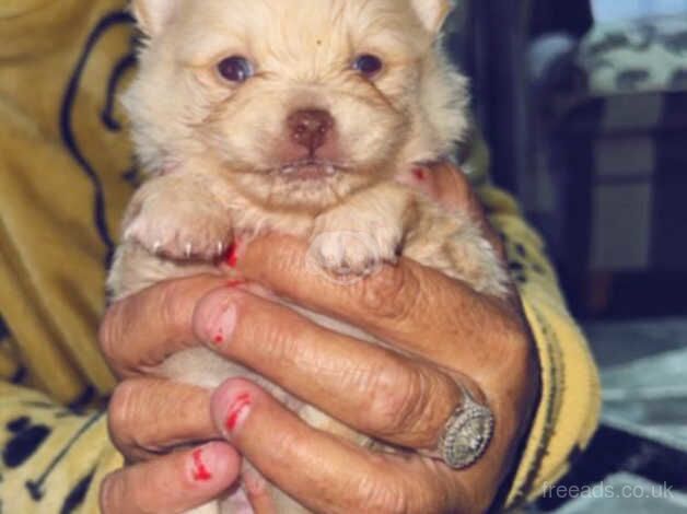 Pomeranian puppies for sale in Deeside - Image 1