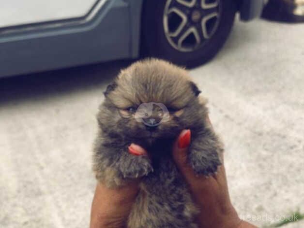 Pomeranian puppies for sale in Deeside - Image 2