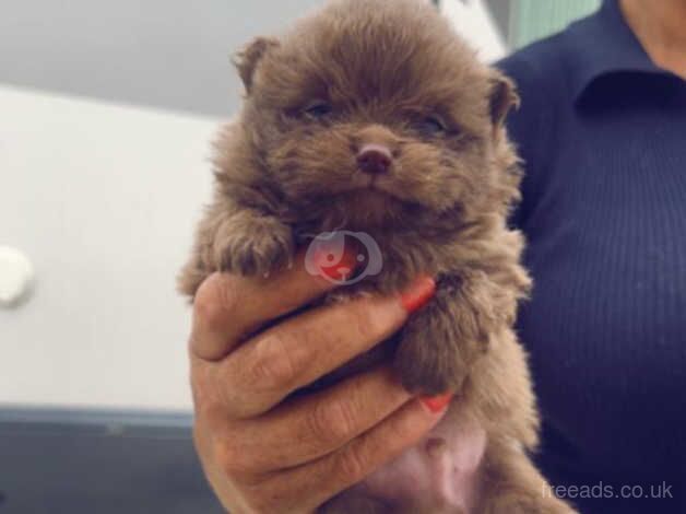 Pomeranian puppies for sale in Deeside - Image 4