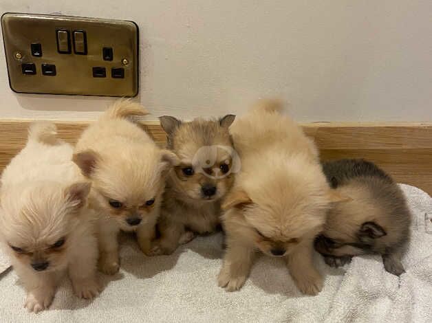 Pomeranian puppies for sale in Doncaster, South Yorkshire