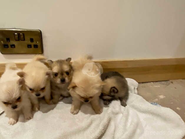 Pomeranians for sale in Doncaster, South Yorkshire