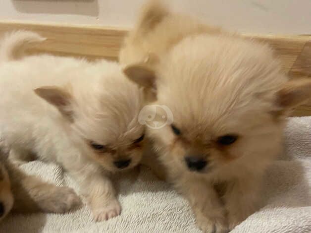 Pomeranian Puppies for sale in South Yorkshire