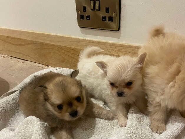 Pomeranian Puppies for sale