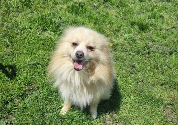 Pomeranian puppies for sale in Durham, County Durham - Image 4