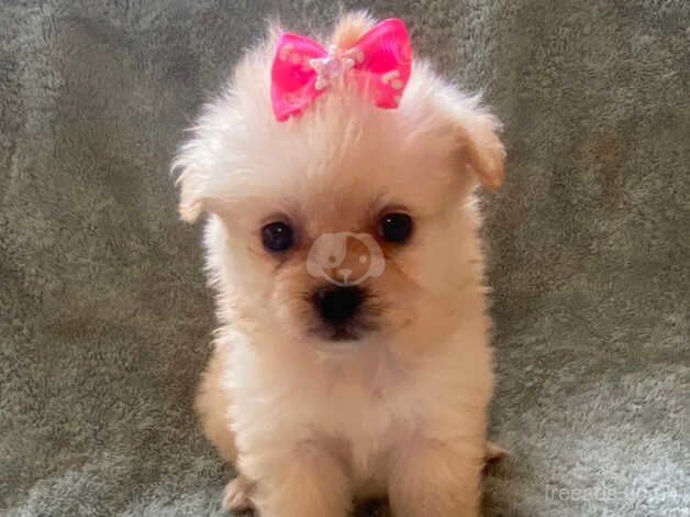 Pomeranian puppies for sale in Market Harborough, Leicestershire - Image 1