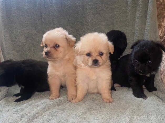 Pomeranian puppies for sale in Market Harborough, Leicestershire - Image 2