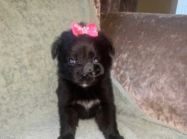 Pomeranian puppies for sale in Market Harborough, Leicestershire - Image 3