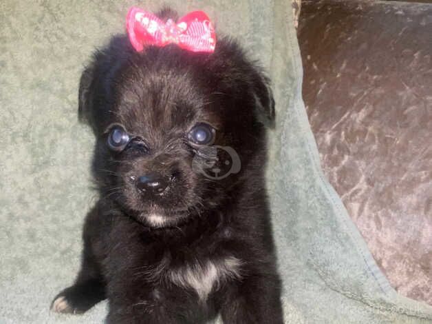 Pomeranian puppies for sale in Market Harborough, Leicestershire - Image 4