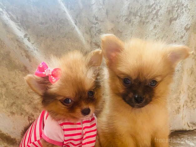 Pomeranian puppies for sale in Market Harborough, Leicestershire - Image 1