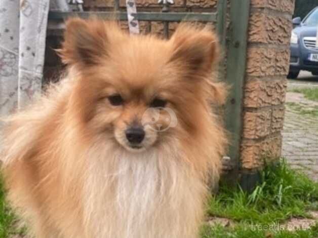 Pomeranian puppies for sale in Market Harborough, Leicestershire - Image 2