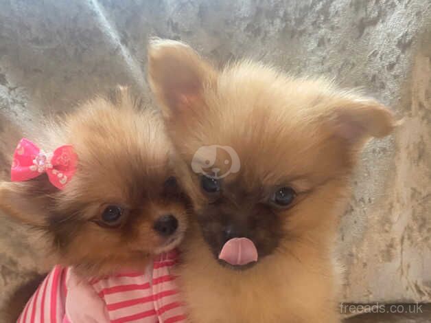 Pomeranian puppies for sale in Market Harborough, Leicestershire - Image 4