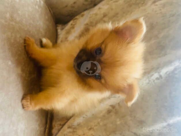 Pomeranian puppies for sale in Market Harborough, Leicestershire - Image 5