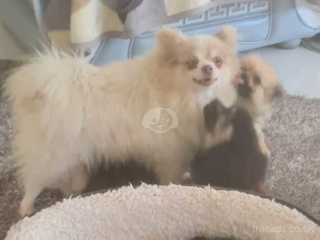 Pomeranian puppies for sale in Pentrebach, Swansea