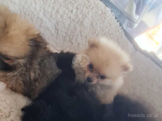 Pomeranian Puppies for sale