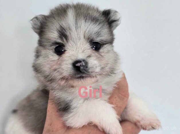 Pomeranian puppies for sale in Prenton, Merseyside