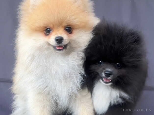 Pomeranian puppies for sale in Smethwick, West Midlands