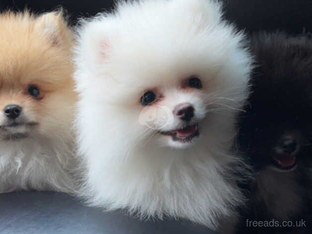 Pomeranian puppies for sale in Smethwick, West Midlands - Image 2