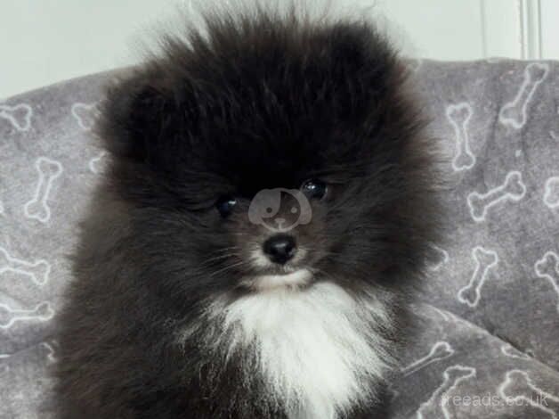 Pomeranian puppies for sale in Smethwick, West Midlands - Image 3