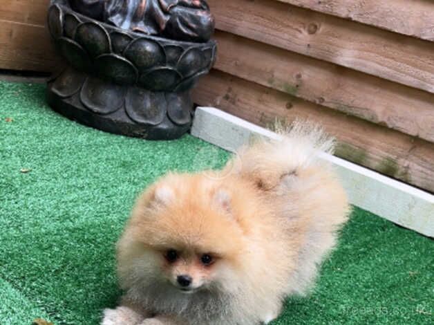 Pomeranian puppies for sale in Smethwick, West Midlands - Image 4