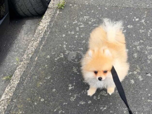 Pomeranian puppies for sale in Smethwick, West Midlands - Image 5