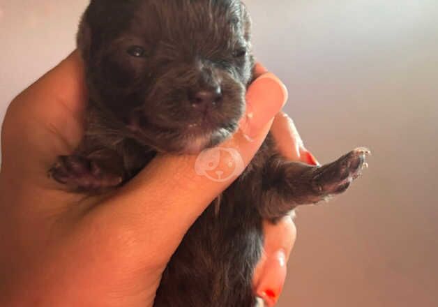 Pomeranian puppies for sale in Wednesbury, West Midlands - Image 4