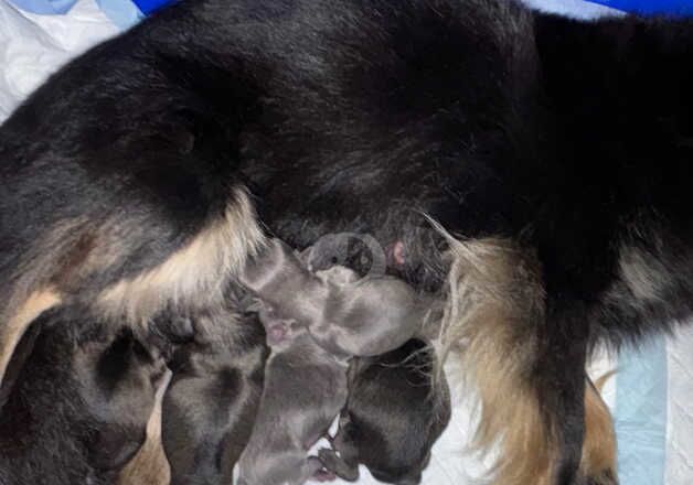 Pomeranian puppies for sale in Wednesbury, West Midlands - Image 5