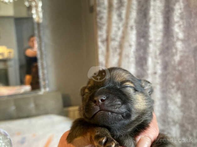 Pomeranian puppies for sale in Wellingborough, Northamptonshire - Image 1