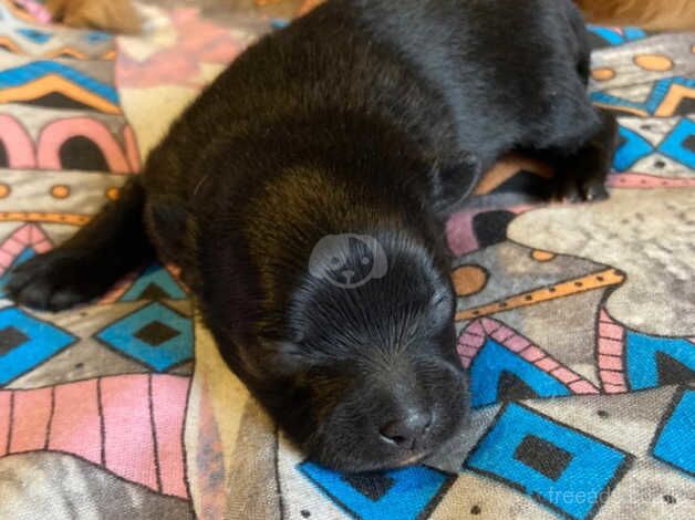 Pomeranian puppies for sale in Wellingborough, Northamptonshire - Image 2