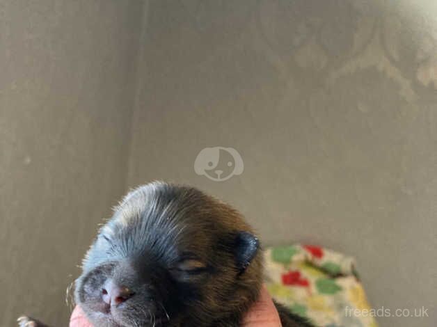 Pomeranian puppies for sale in Wellingborough, Northamptonshire - Image 3