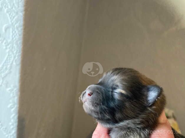 Pomeranian puppies for sale in Wellingborough, Northamptonshire - Image 4