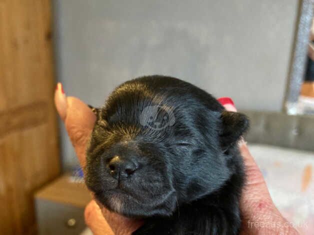 Pomeranian puppies for sale in Wellingborough, Northamptonshire - Image 5