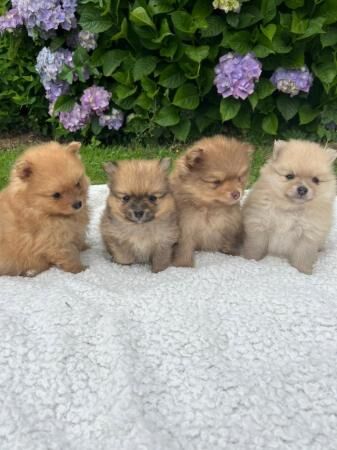 Pomeranian puppies KC reg for sale in Southport, Merseyside