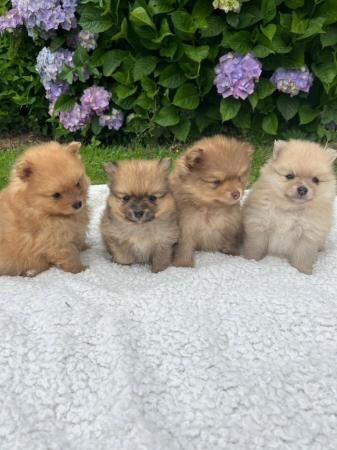 Pomeranian puppies KC reg for sale in Southport, Merseyside - Image 1