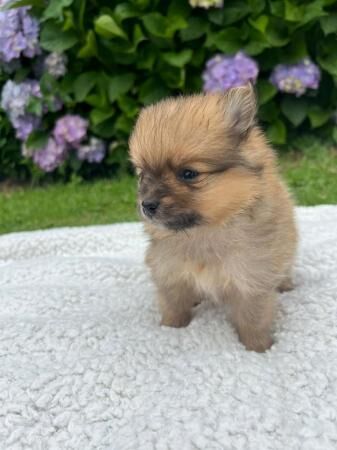 Pomeranian puppies KC reg for sale in Southport, Merseyside - Image 2