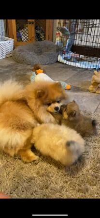 Pomeranian puppies KC reg for sale in Southport, Merseyside - Image 3