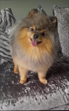 Pomeranian puppies KC reg for sale in Southport, Merseyside - Image 4