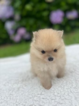 Pomeranian puppies KC reg for sale in Southport, Merseyside - Image 5