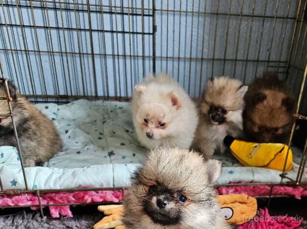 Pomeranian puppies * kennel club registered* for sale in Teignmouth, Devon