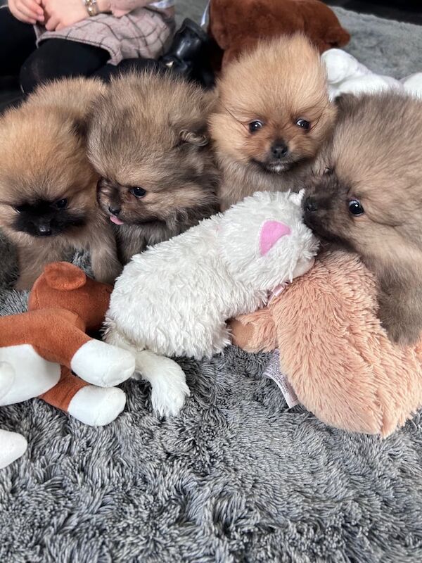 Pomeranian puppies, looking for a new home for sale in Rochford, Essex