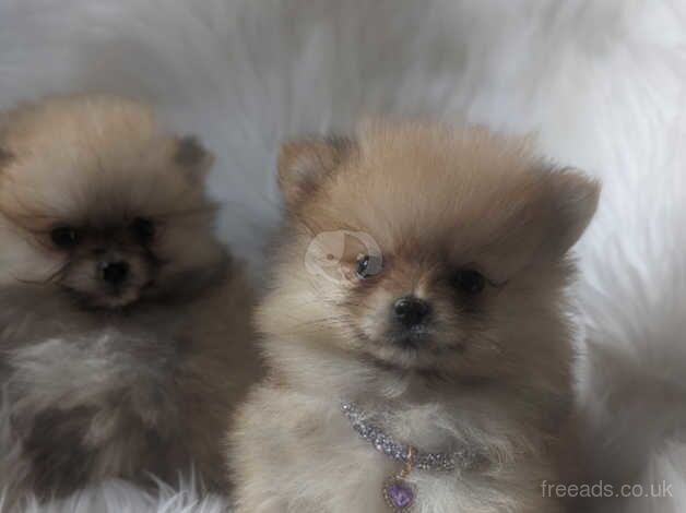 Pomeranian puppies (miniature,double coated) for sale in Dungannon