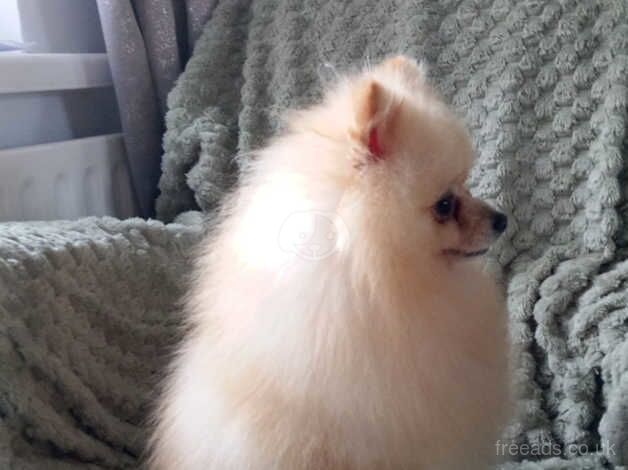 Pomeranian puppies (miniature,double coated) for sale in Dungannon - Image 3