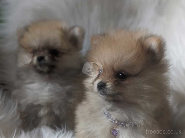 Pomeranian puppies (miniature,double coated) for sale in Dungannon - Image 4