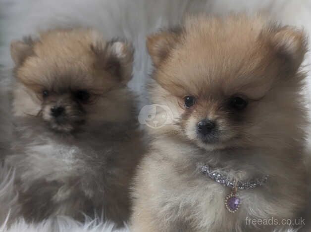 Pomeranian puppies (miniature,double coated) for sale in Dungannon - Image 5