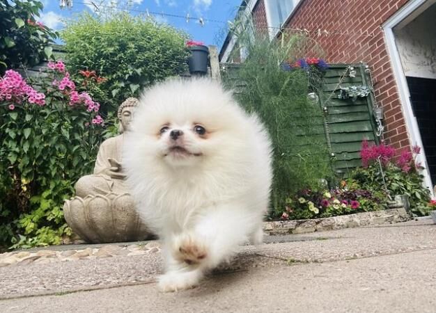 Pomeranian puppies pure Russian and Bulgarian breed for sale in Pype Hayes, West Midlands - Image 1