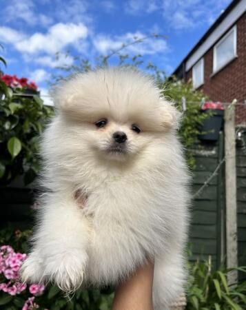 Pomeranian puppies pure Russian and Bulgarian breed for sale in Pype Hayes, West Midlands - Image 2