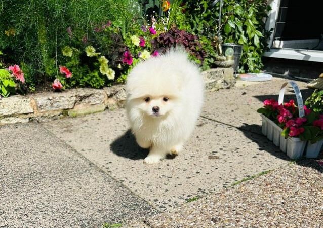 Pomeranian puppies pure Russian and Bulgarian breed for sale in Pype Hayes, West Midlands - Image 3