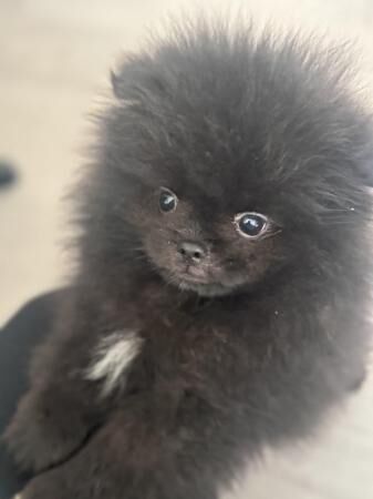 Pomeranian puppies pure Russian and Bulgarian breed for sale in Pype Hayes, West Midlands - Image 4