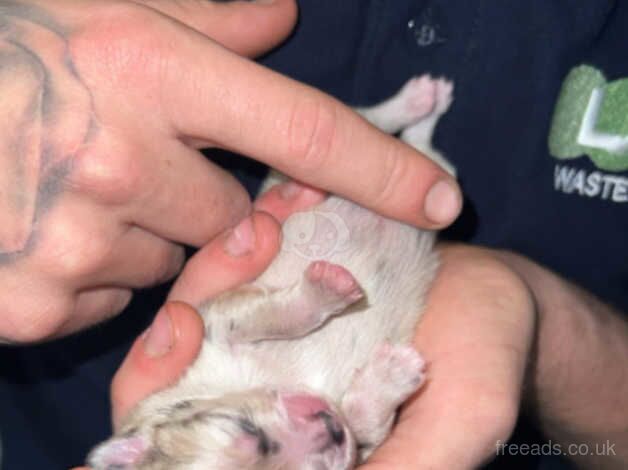 Pomeranian puppies ready 16/11/2024 for sale in Barnsley, South Yorkshire - Image 2