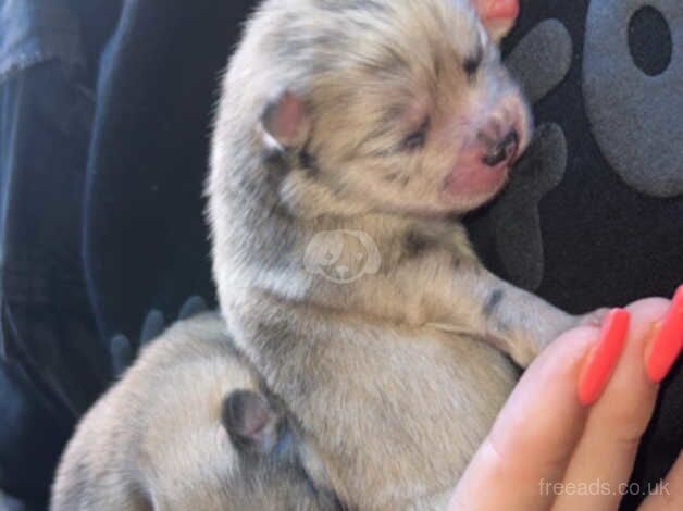 Pomeranian puppies ready 16/11/2024 for sale in Barnsley, South Yorkshire - Image 5