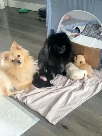 Pomeranian puppies ready 19th may for sale in Great Yarmouth, Norfolk - Image 1